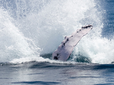 Baleine à las Terranas