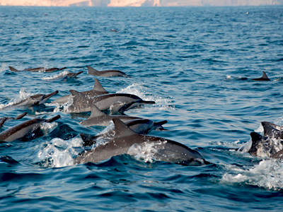 Rencontres oman