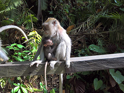 Séjour à Ubud