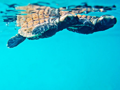 tortue marine dans l'atoll d'Addu