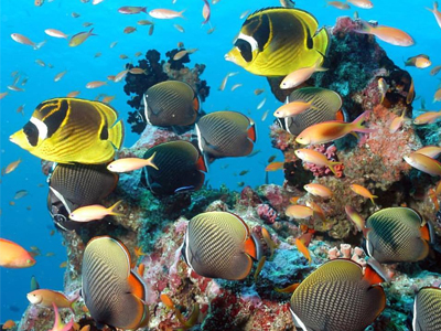 la vie sous marine de l'atoll de raa