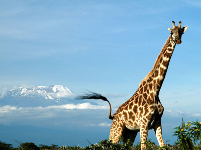 Safari dans le Parc national d'Arusha