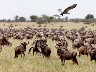 Les grandes migrations du Serengeti