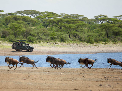 Safari au Parc national de Tarangire