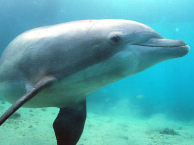 Plongée en apnée avec les dauphins à Moorea