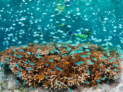 snorkeling