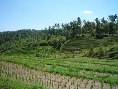 rizières de Jatiluwih
