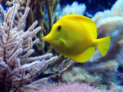 Poissons ©pixabay