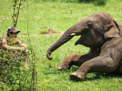 Soigner les éléphants à Elephants World
