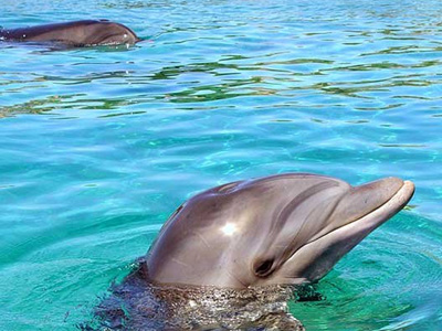 Nager avec les dauphins