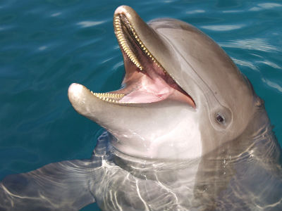 Nager avec les dauphins à Moorea