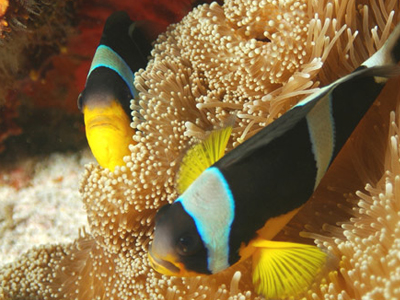 OT-Seychelles ©Elizabeth Fideria