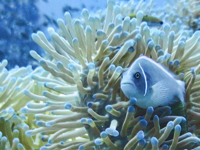 Snorkeling à Koh Tan et Koh Mudsum