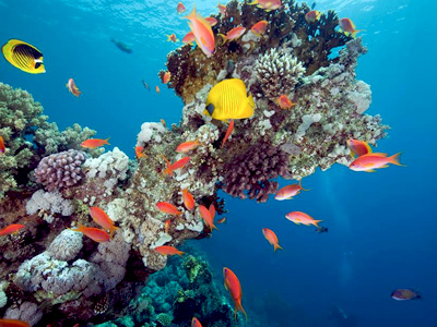 Snorkeling aux îles Similan