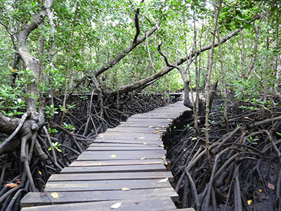 Visite de Stone Town et forêt de Jozani