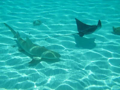 Lagoonarium Bora Bora