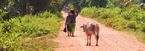 Cambodge