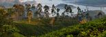 vignette-ceylon-tea-trails.jpg